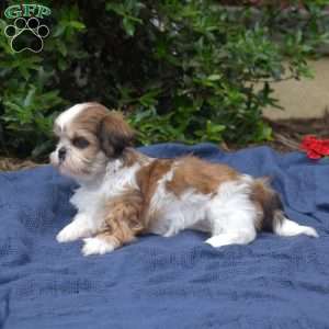 Cherry, Shih Tzu Puppy